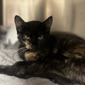 59079587, Baby Female unknown