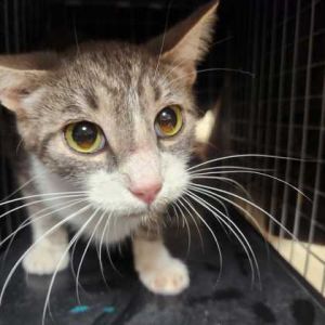 59078819, Adult Female unknown