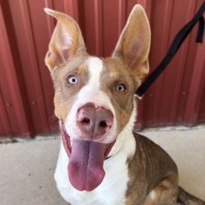 59078701, Adult Male unknown