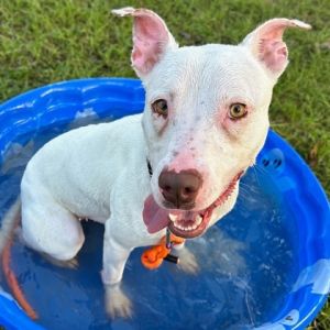 59079463, Adult Female unknown