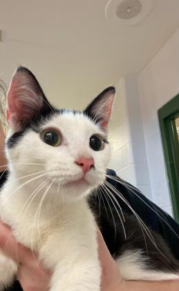 Ivy, Adult Female unknown