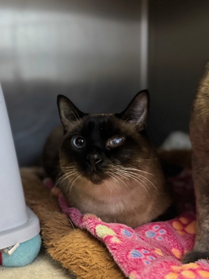 Spice, an adoptable Siamese, Domestic Short Hair in Moses Lake, WA, 98837 | Photo Image 1