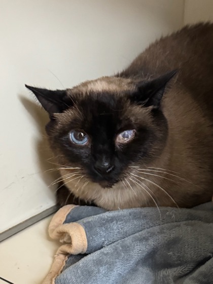 Spice, an adoptable Siamese, Domestic Short Hair in Moses Lake, WA, 98837 | Photo Image 2