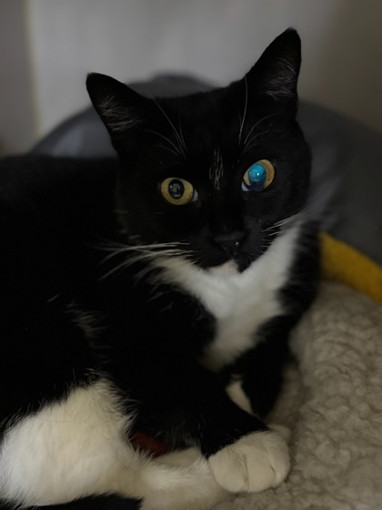 Gunther, an adoptable Domestic Short Hair in Moses Lake, WA, 98837 | Photo Image 1