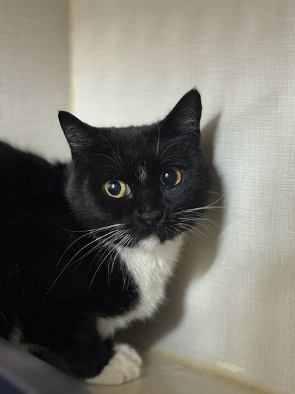 Gunther, an adoptable Domestic Short Hair in Moses Lake, WA, 98837 | Photo Image 2