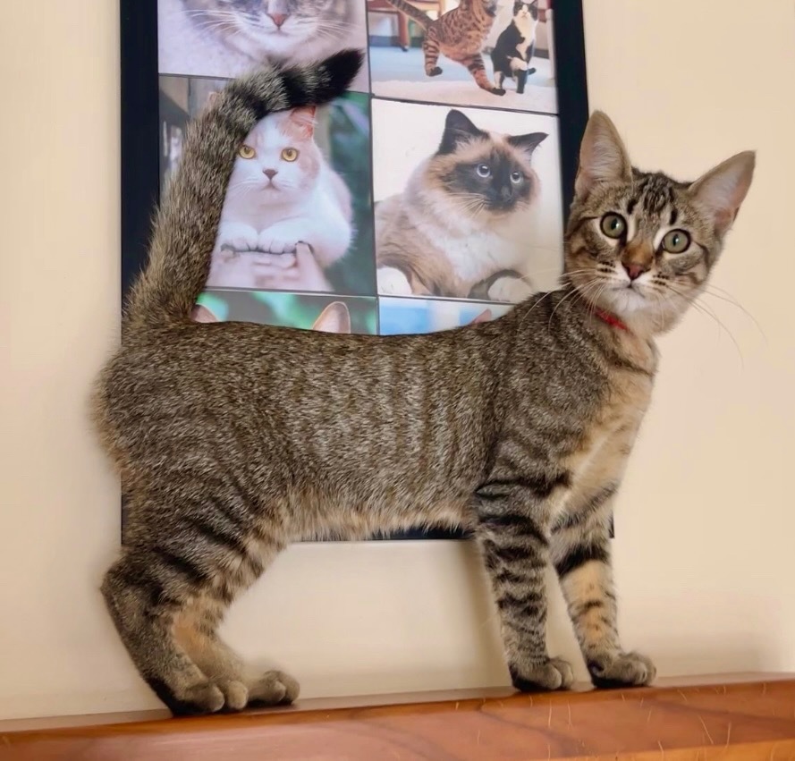 Daphne