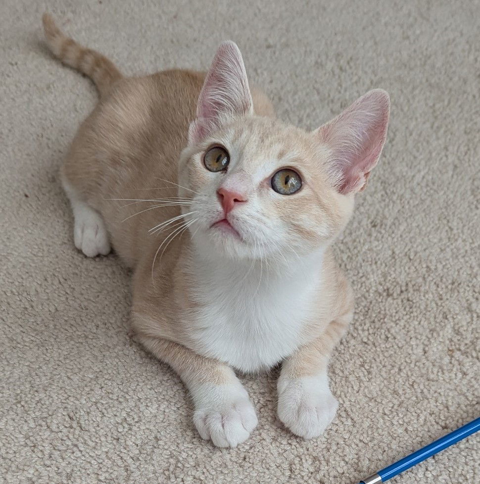 archie