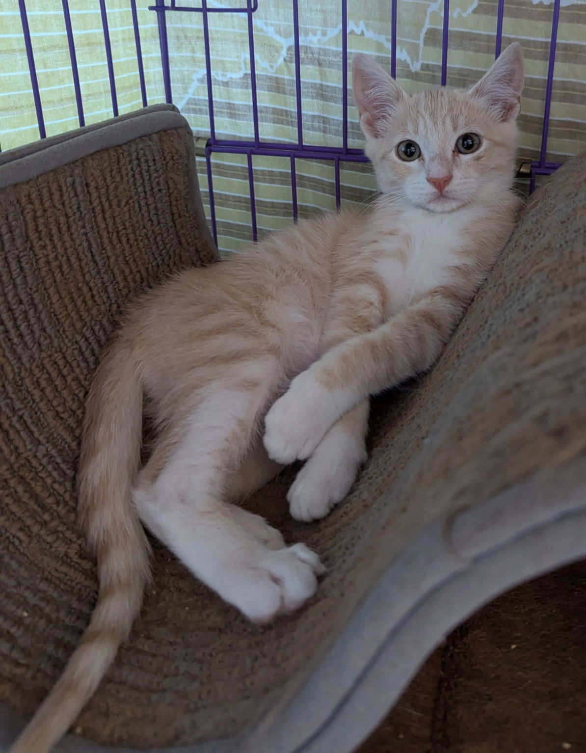 archie