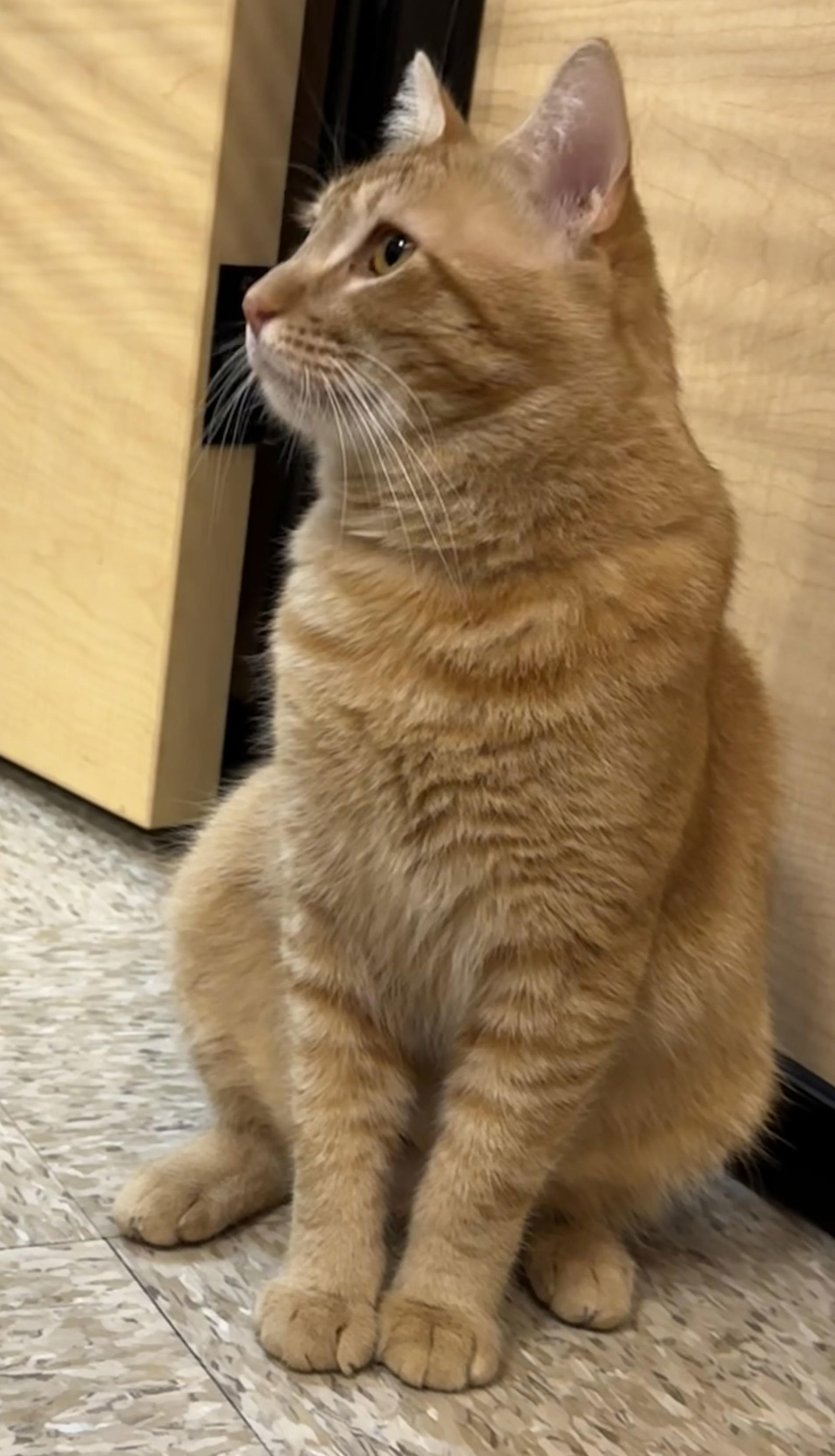 garfield