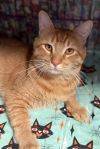 garfield photo 2