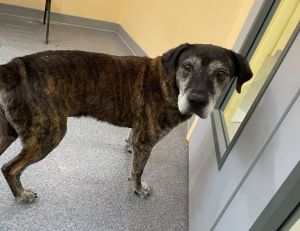 Clyde, Senior Male unknown