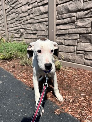 Leo - Avail 8/15, Young Male unknown