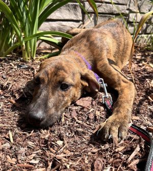 Peri -Avail 8/15, Young Male unknown