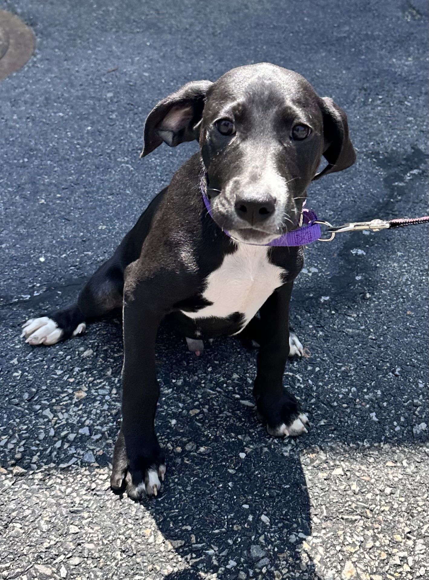 Jarvis -Avail 8/15