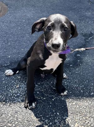 Jarvis -Avail 8/15, Young Male unknown