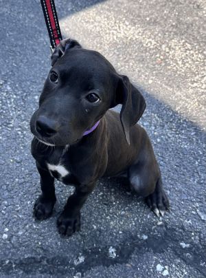 Junebug - Avail 8/15, Young Female unknown