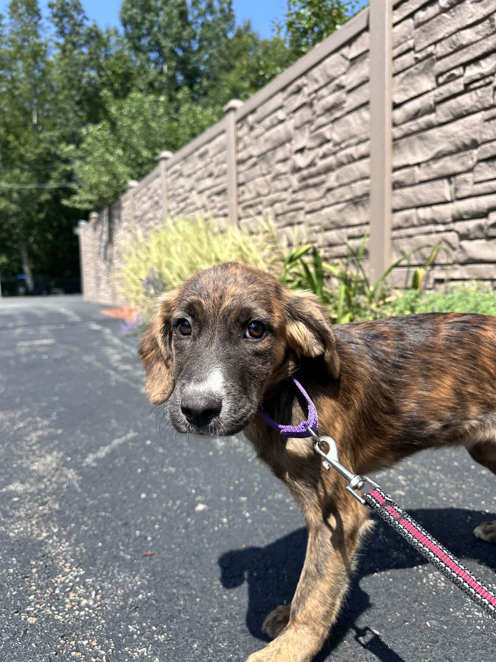 Nora -Avail 8/15