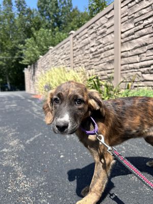 Nora -Avail 8/15, Young Female unknown