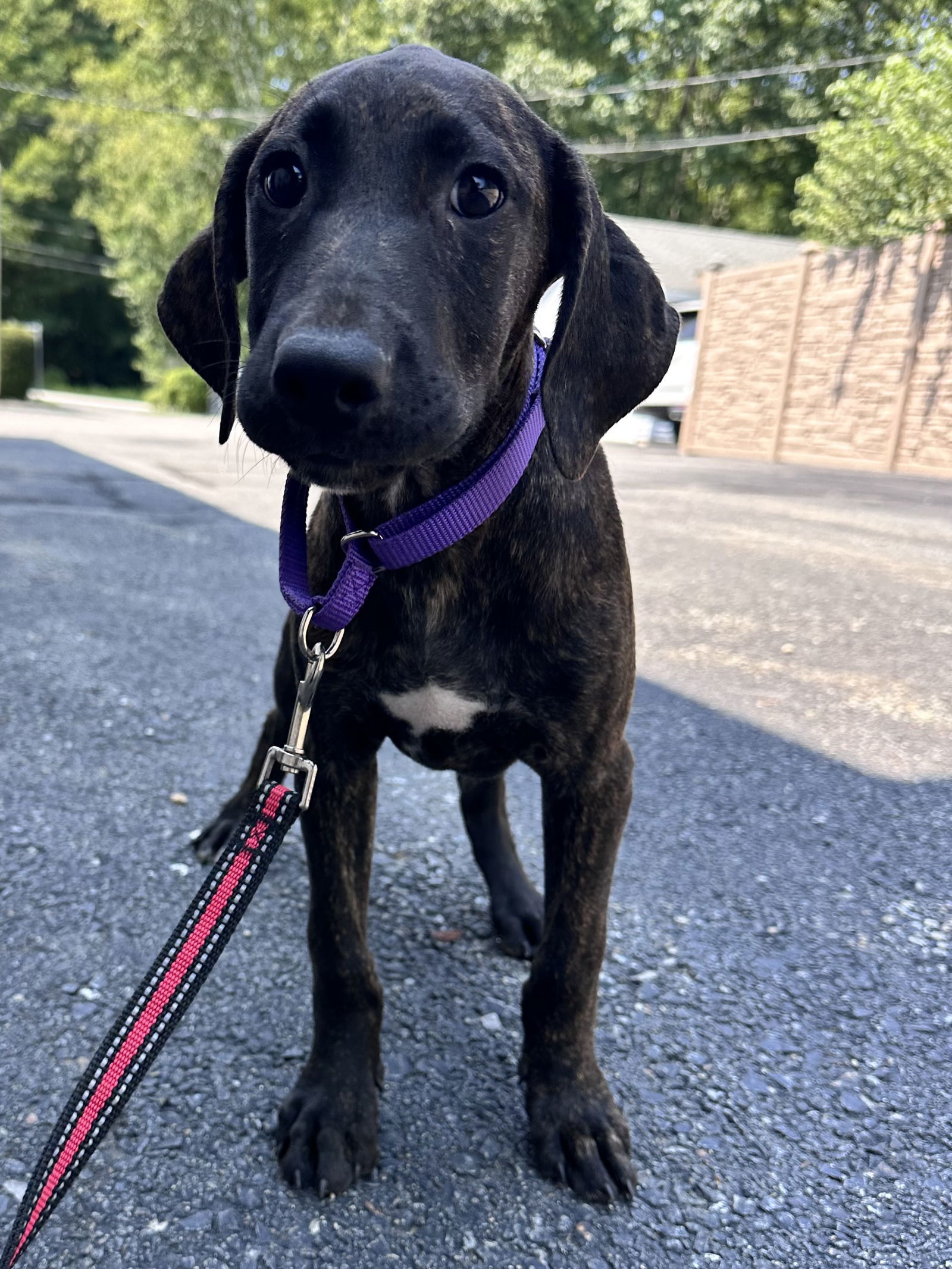 Jericho - Avail 8/15