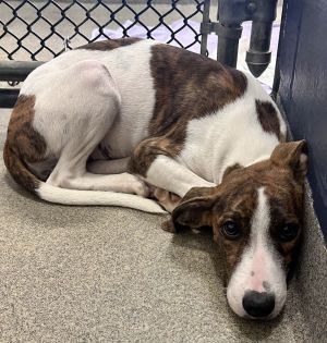 Aria -Avail 8/15, Young Female unknown