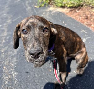 Auggie -Avail 8/15, Young Male unknown