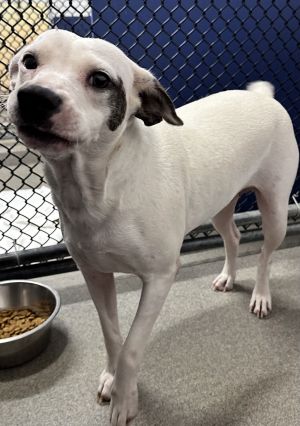 Sugar 2 years -Avail 8/15, Adult Female unknown