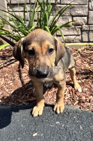 Sunflower -Avail 8/15, Young Female unknown