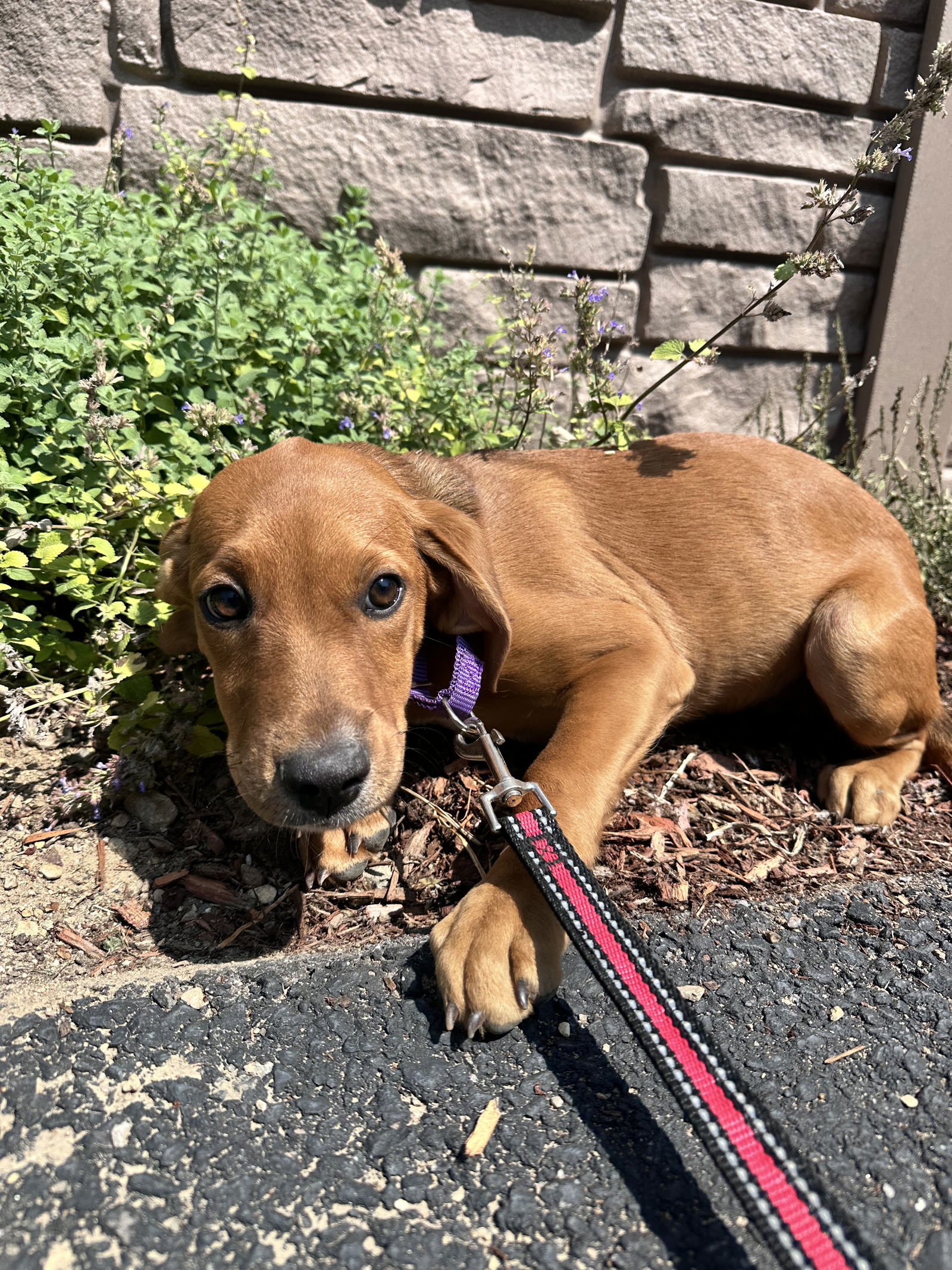 Gus -Avail 8/15