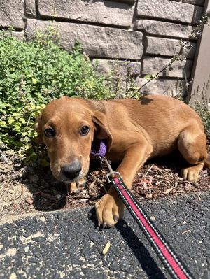 Gus -Avail 8/15, Young Male unknown