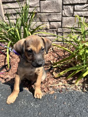 Ozzy -Avail 8/15, Young Male unknown