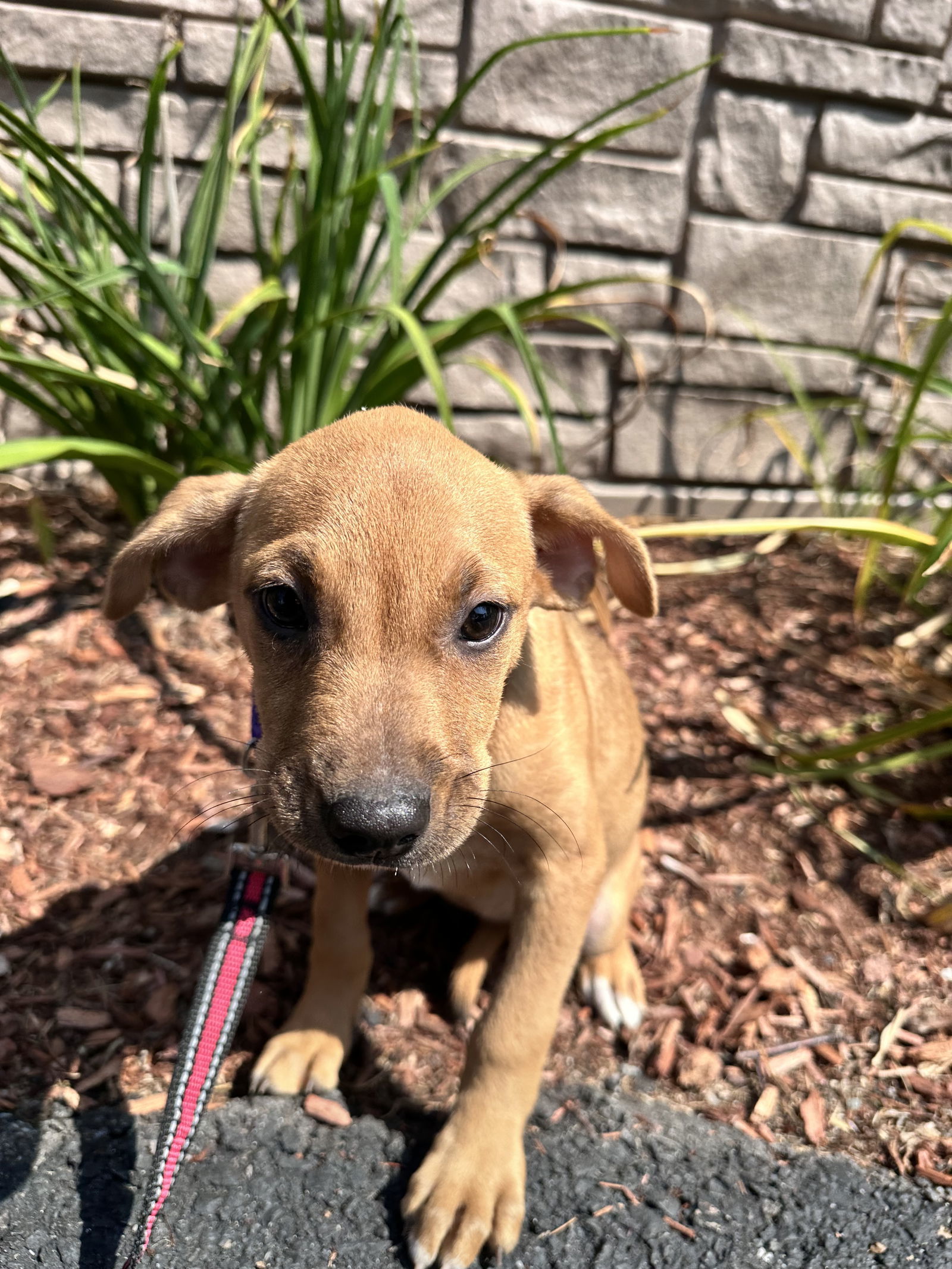 Daisy -Avail 8/15