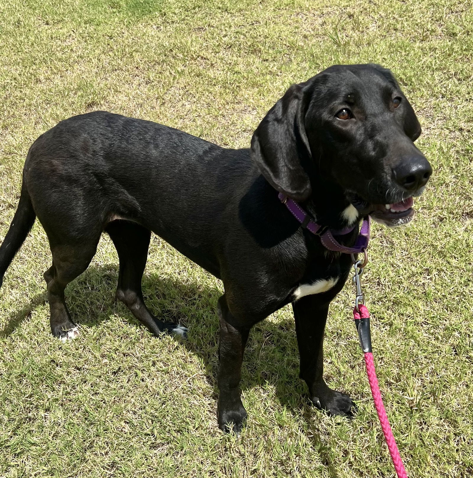 Gracie
