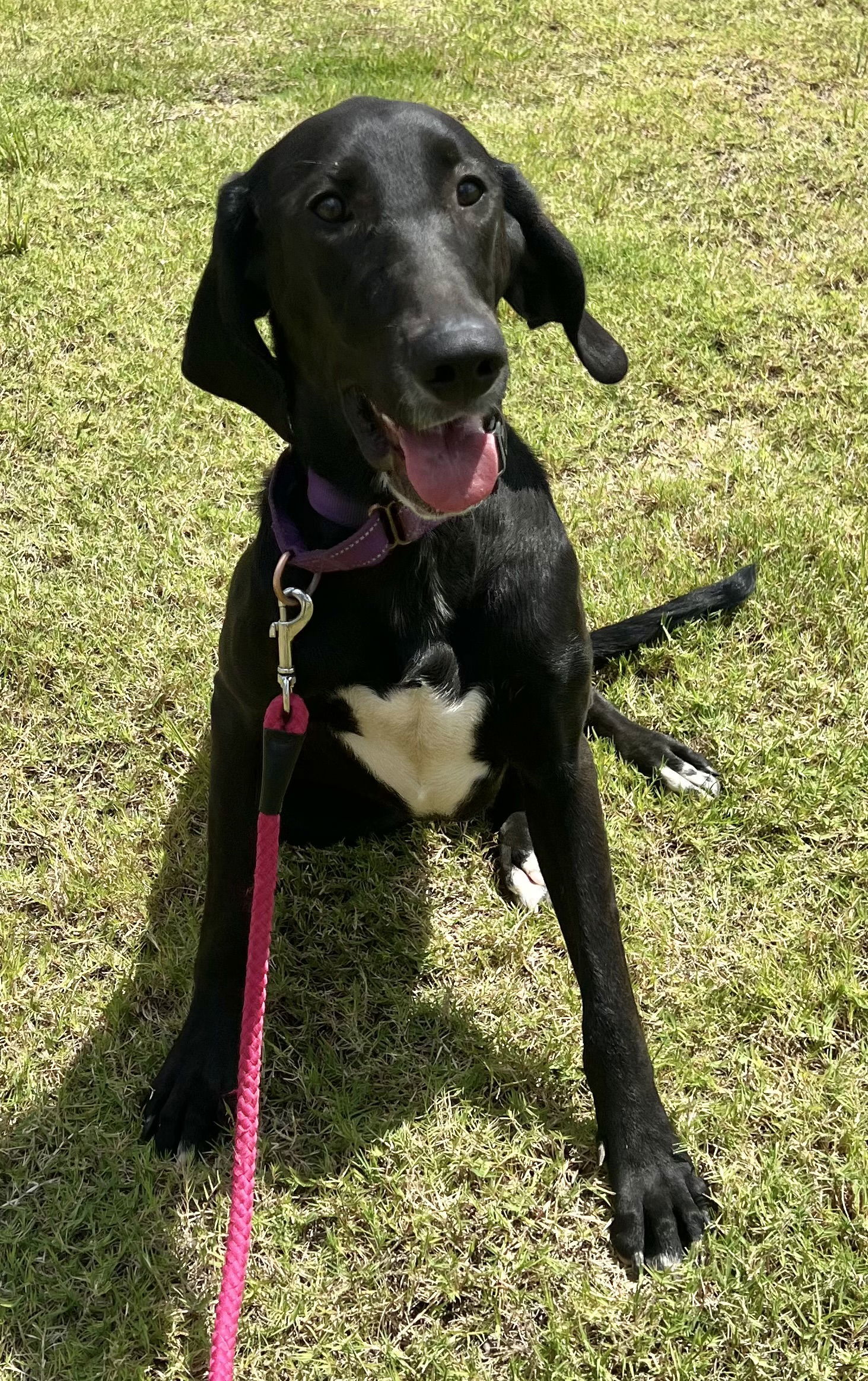 Gracie