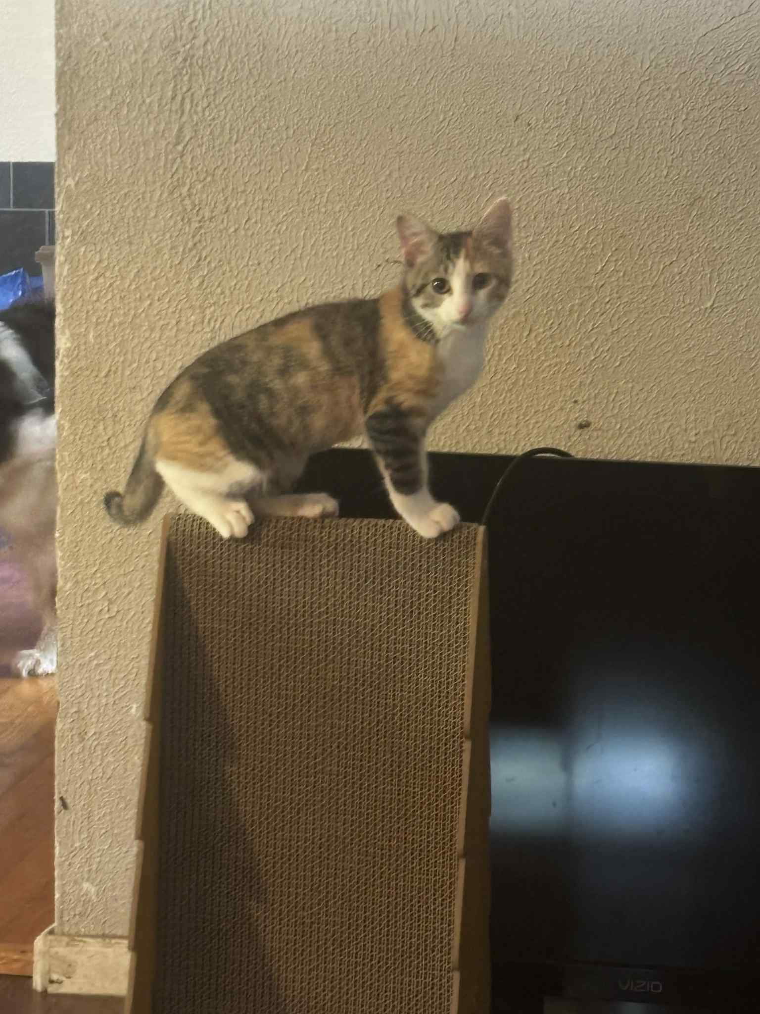Callie