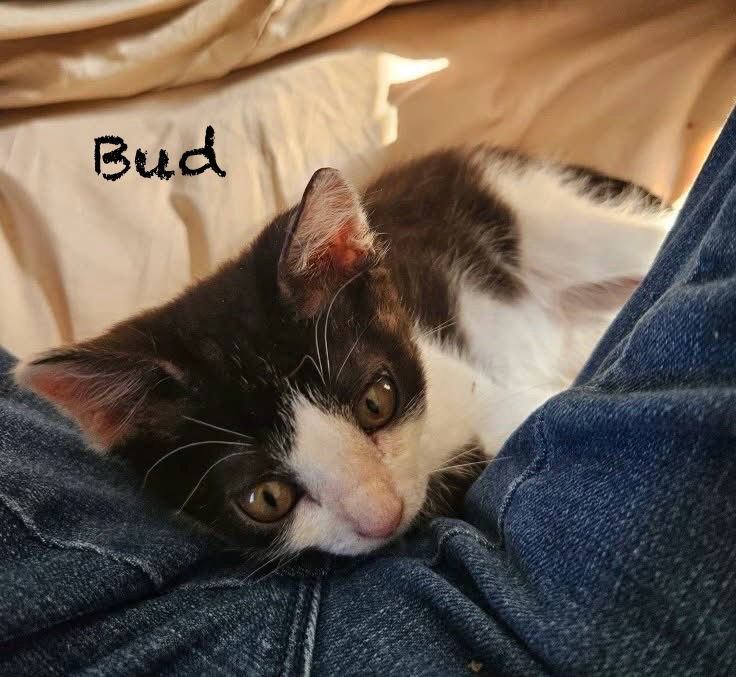 Bud: Not at shelter (Kendra)