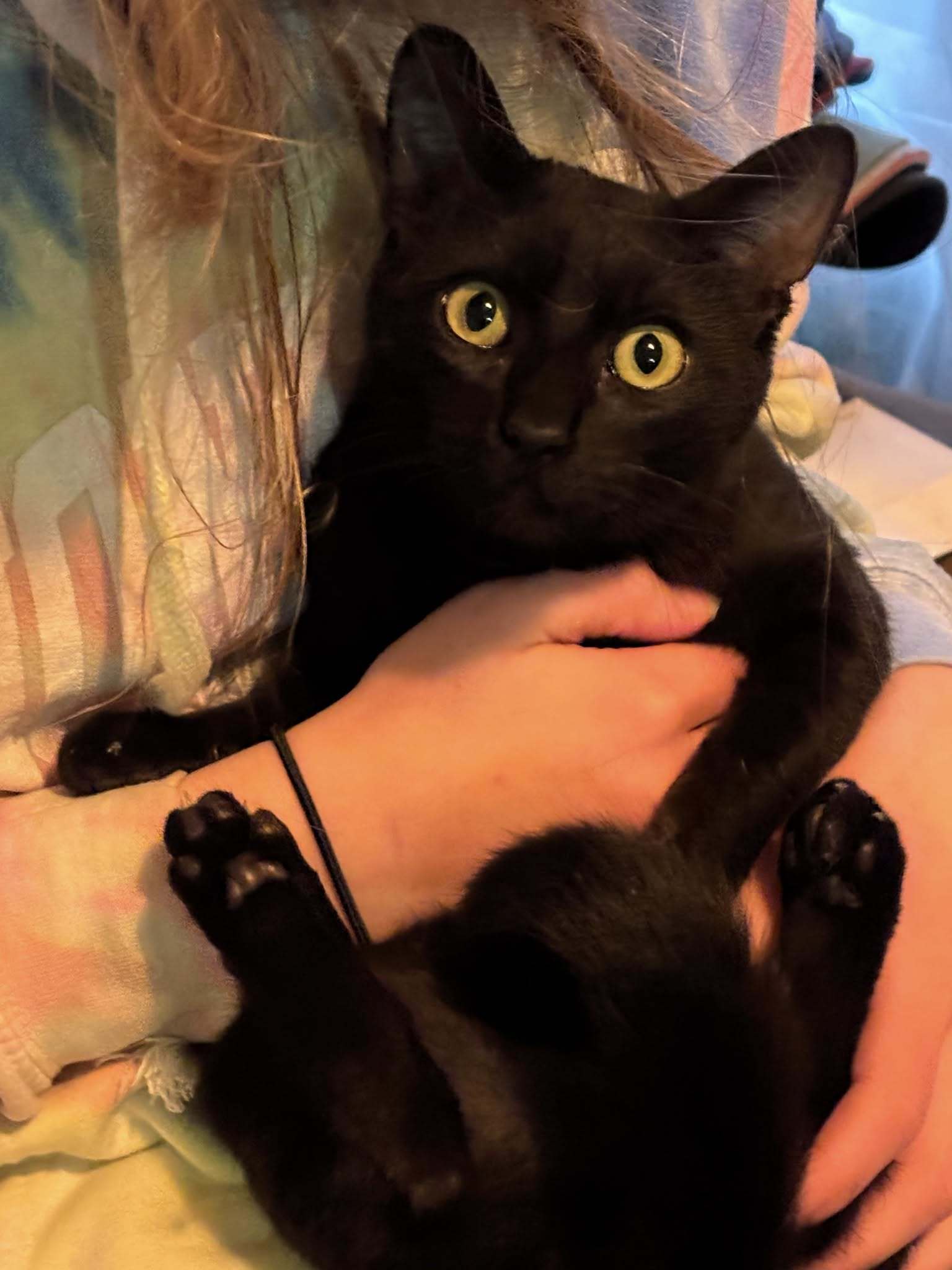 Pip, an adoptable Domestic Short Hair in Redding, CA, 96099 | Photo Image 1