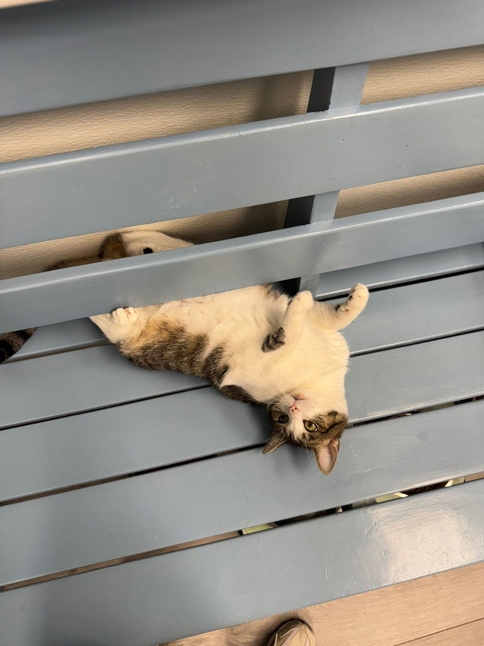 Yarrow - Must Apply in Person