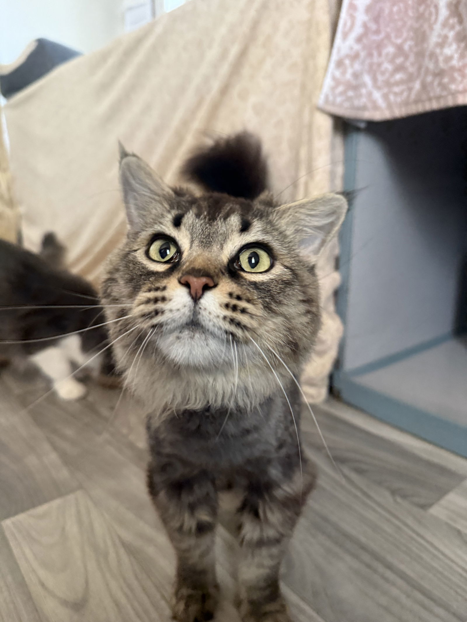 Special K, an adoptable Domestic Long Hair in Fort Collins, CO, 80524 | Photo Image 1