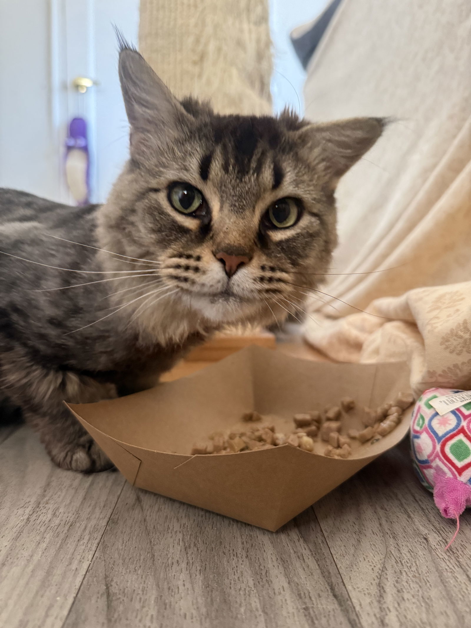 Special K, an adoptable Domestic Long Hair in Fort Collins, CO, 80524 | Photo Image 2