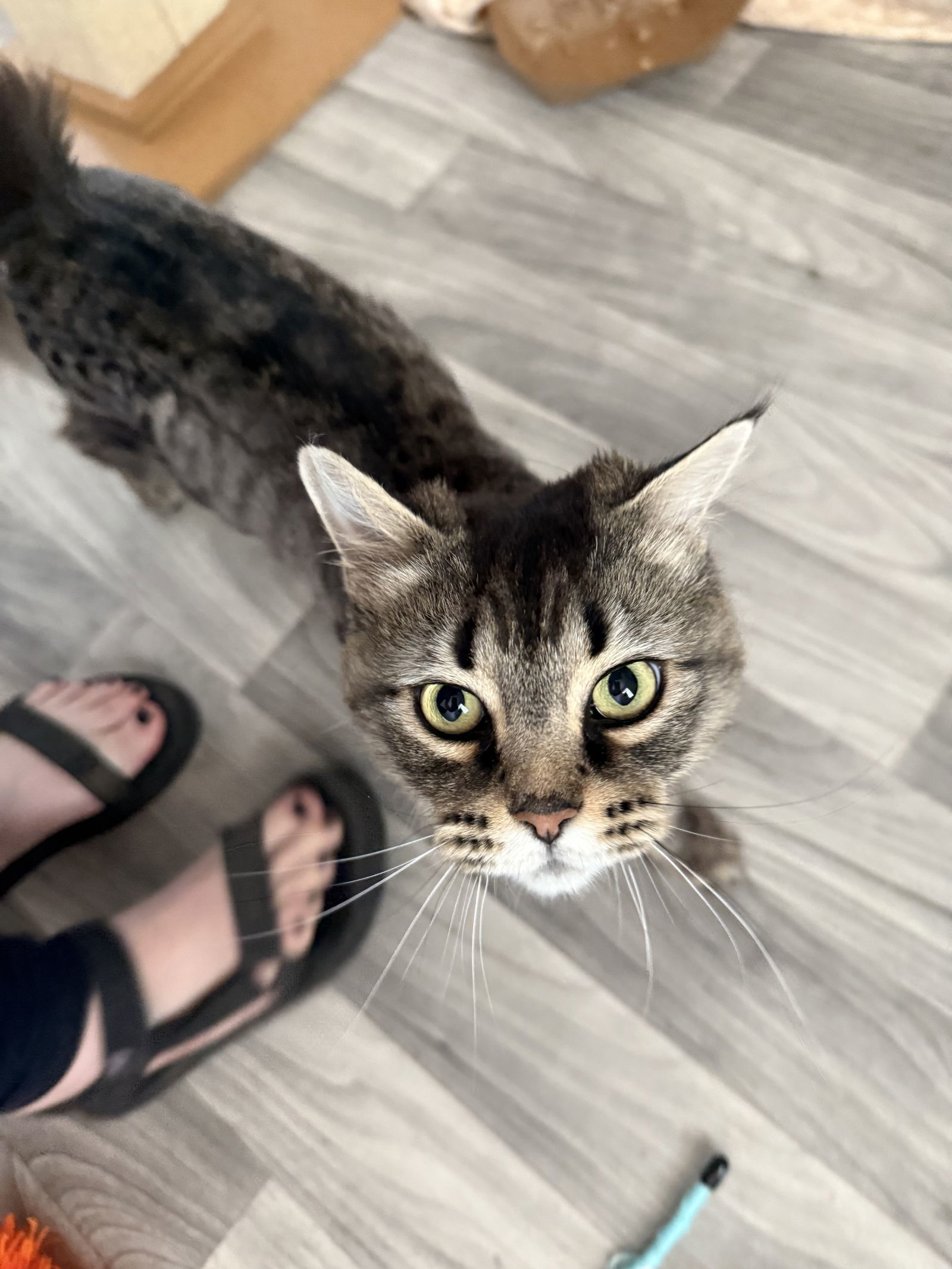 Special K, an adoptable Domestic Long Hair in Fort Collins, CO, 80524 | Photo Image 3
