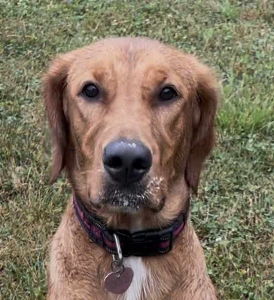 Darla
