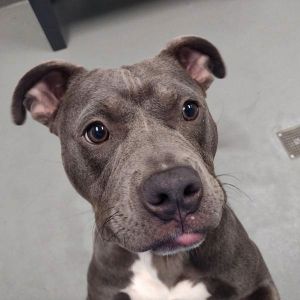 Cali, Young Female unknown