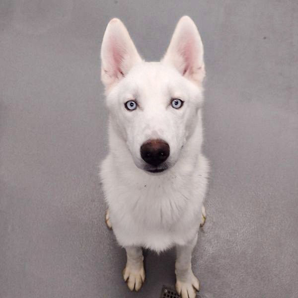 Zeus