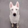 Zeus photo 1