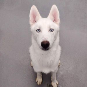Zeus, Young Male unknown
