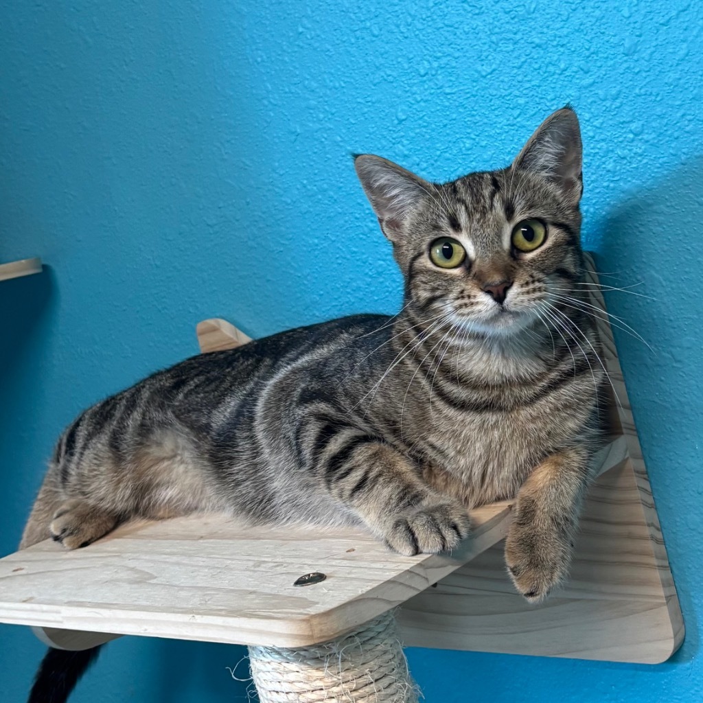 Cinnamonroll