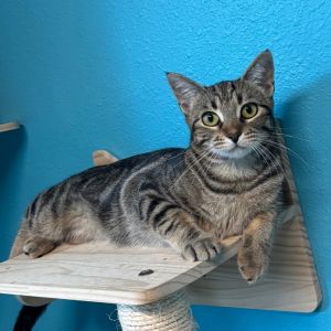 Cinnamonroll, Young Female unknown