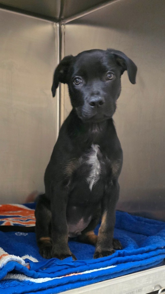 Buck, an adoptable Rottweiler, Pit Bull Terrier in Pratt, KS, 67124 | Photo Image 1