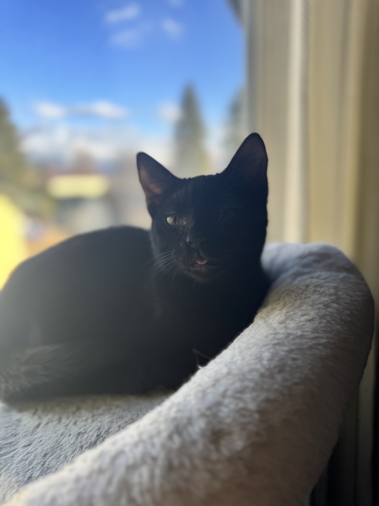 Taco Cat