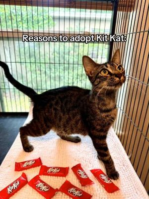 Kit Kat, Young Female unknown